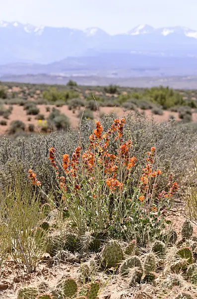 508265 - Kleinblättrige Kugelmalve (Sphaeralcea parvifolia), Nationalpark Arches, Utah, USA