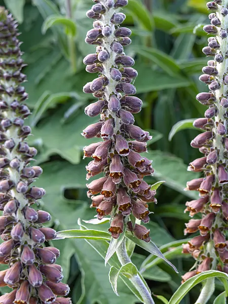 461096 - Kleinblütiger Fingerhut (Digitalis parviflora)