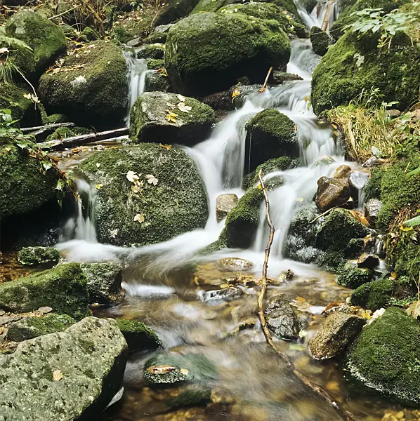 237002 - Kleine Ohe, Bavarian Forest National Park, Germany