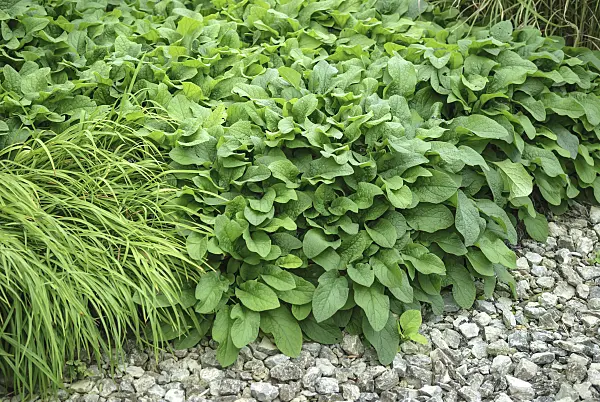 547305 - Kleiner Kaukasus-Beinwell (Symphytum grandiflorum)