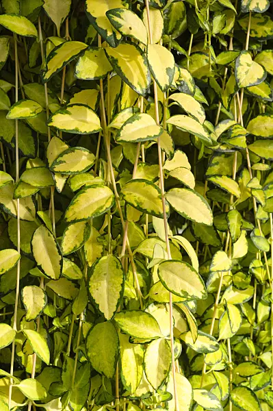 475202 - Kleines Immergrün (Vinca minor 'Variegata')