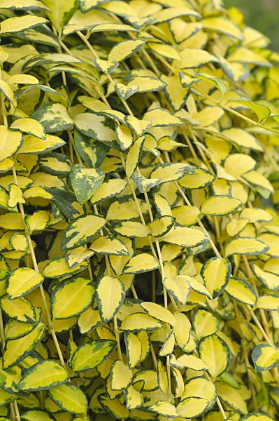 488043 - Kleines Immergrün (Vinca minor 'Variegata')
