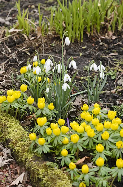 529126 - Kleines Schneeglöckchen (Galanthus nivalis) und Winterling (Eranthis hyemalis)
