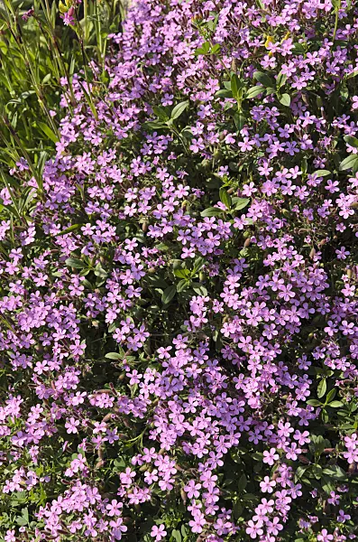 496199 - Kleines Seifenkraut (Saponaria ocymoides)