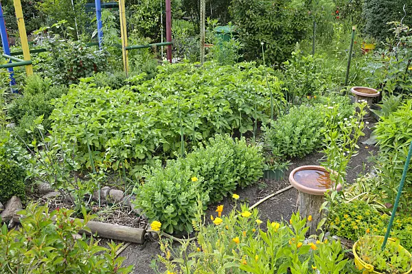 473302 - Kleingarten mit Gemüse- und Staudenbeeten