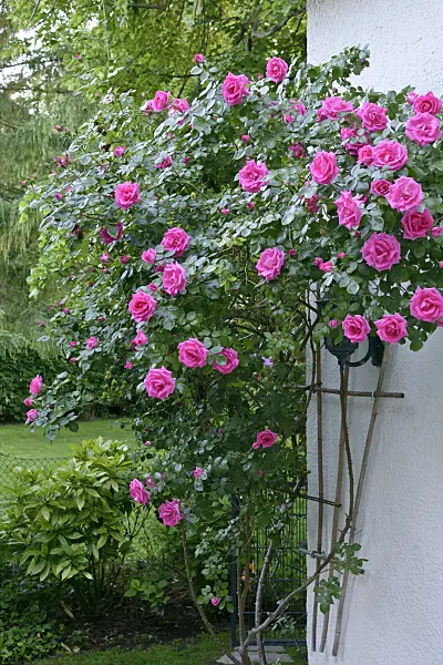 568003 - Kletterrose an einer Hauswand