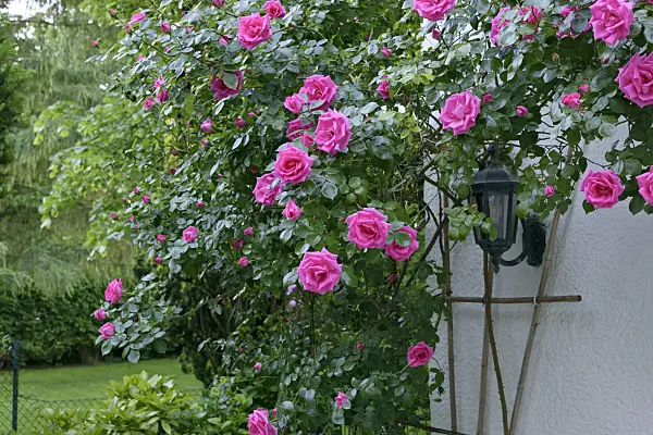 568004 - Kletterrose an einer Hauswand