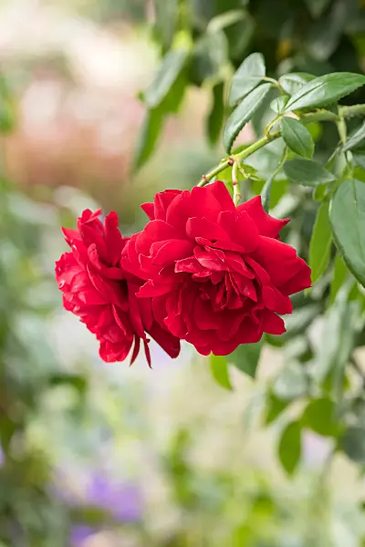 675347 - Kletterrose (Rosa Belkanto)