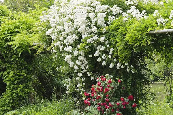 485130 - Kletterrose (Rosa Köln am Rhein)