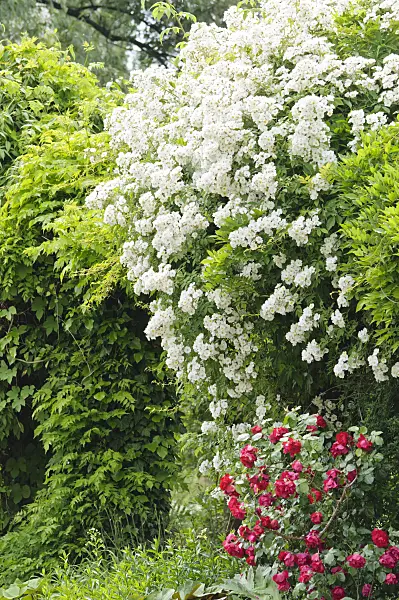 485132 - Kletterrose (Rosa Köln am Rhein)
