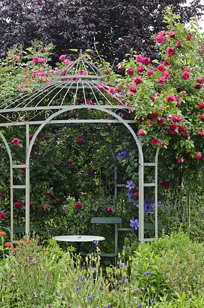 545127 - Kletterrose (Rosa Laguna) an einem Gartenpavillon