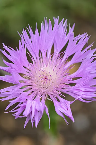 533567 - Knapweed (Centaurea hypoleuca)