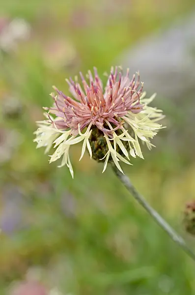 508520 - Knapweed (Centaurea rupestris)