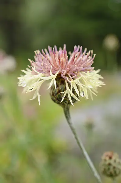 508521 - Knapweed (Centaurea rupestris)