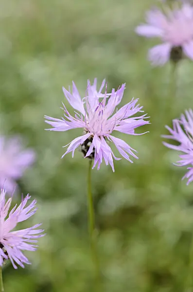 533572 - Knapweed (Centaurea simplicicaulis)