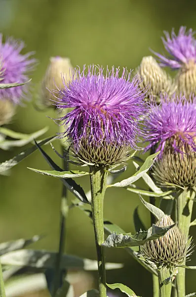 497365 - Knapweed (Leuzea centauroides syn. Rhaponticum centauroides)