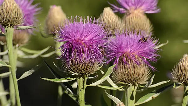 497370 - Knapweed (Leuzea centauroides syn. Rhaponticum centauroides), bumble bee (Bombus) and bee (Apis)
