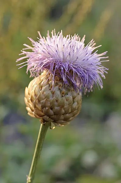 486111 - Knapweed (Leuzea rhapontica syn. Rhaponticum scariosum subsp. rhaponticum)