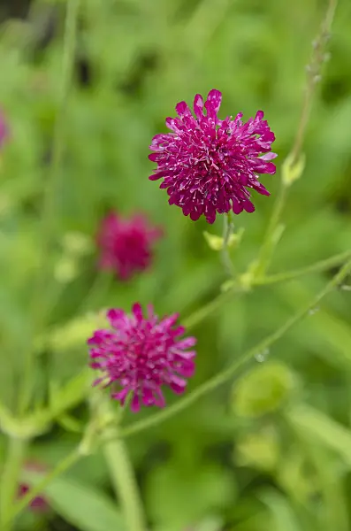 497085 - Knautie de Macédoine (Knautia macedonica)