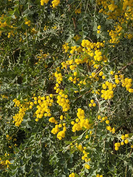 409001 - Knife leaf wattle (Acacia cultriformis)
