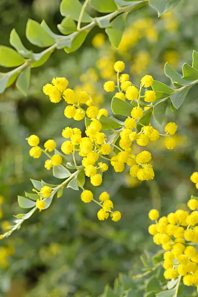 480023 - Knife leaf wattle (Acacia cultriformis)