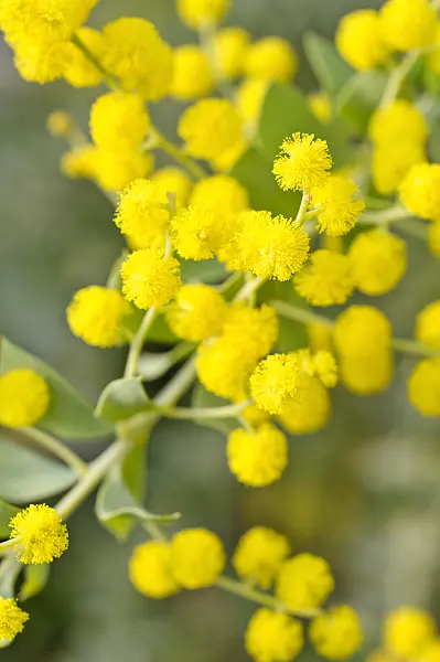 480024 - Knife leaf wattle (Acacia cultriformis)
