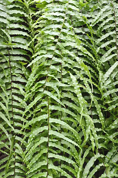 467004 - Knight's polypody (Goniophlebium subauriculatum syn. Polypodium subauriculatum)