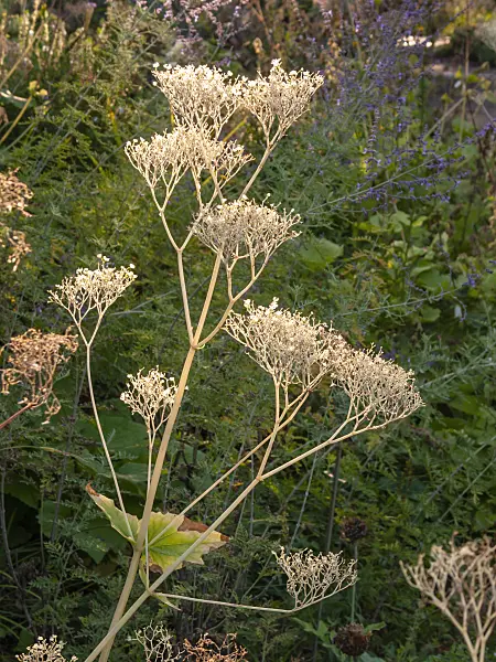 404070 - Knoblauchsraukenblättriger Baldrian (Valeriana alliariifolia)