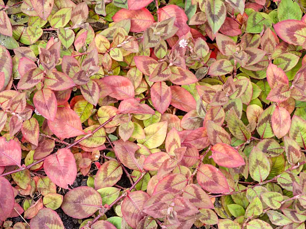 465207 - Knöpfchenknöterich (Persicaria capitata)