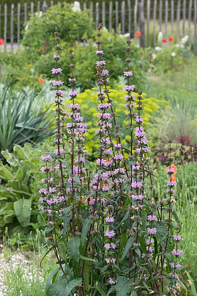 664301 - Knollenbrandkraut (Phlomis tuberosa 'Amazone')