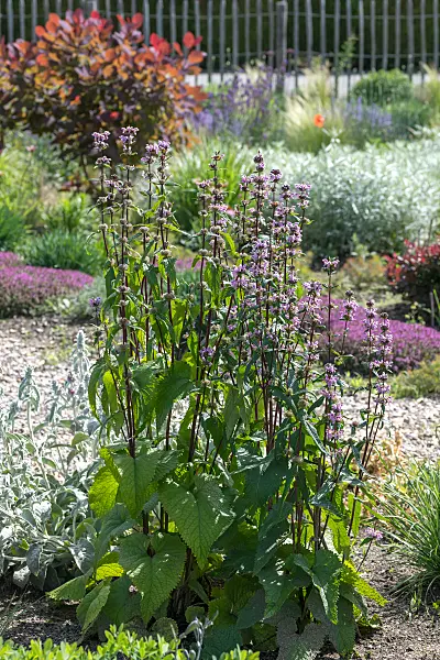 664302 - Knollenbrandkraut (Phlomis tuberosa 'Amazone')