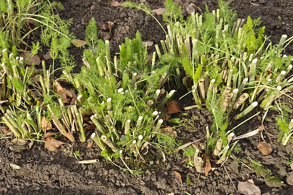 467030 - Knollenfenchel (Foeniculum vulgare var. azoricum)