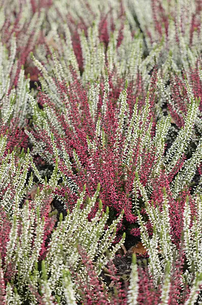 573030 - Knospenheide (Calluna vulgaris 'Garden Girls')