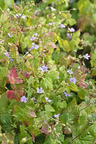 487017 - Knotted cranesbill (Geranium nodosum)