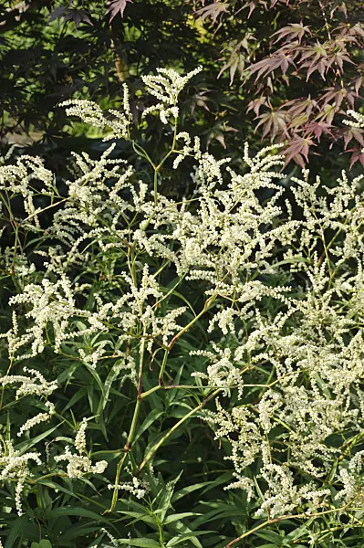485019 - Knotweed (Aconogonon sericeum syn. Polygonum sericeum)