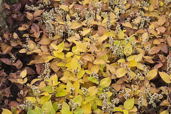 576017 - Knotweed (Aconogonon tortuosum 'Kahil' syn. Polygonum tortuosum 'Kahil')