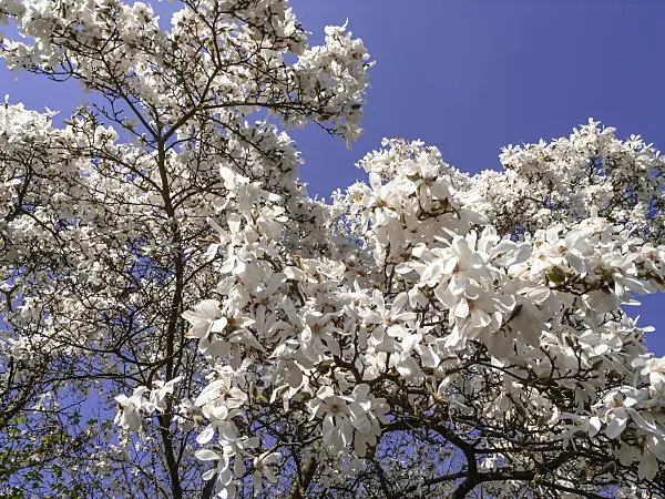 436236 - Kobushi magnolia (Magnolia kobus)