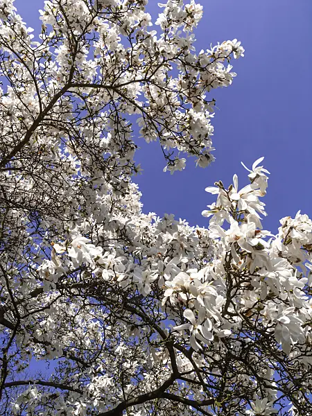 436237 - Kobushi magnolia (Magnolia kobus)