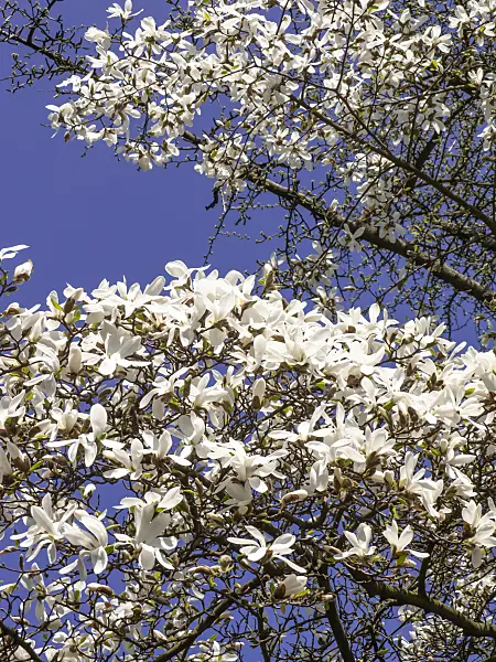 436239 - Kobushi magnolia (Magnolia kobus)