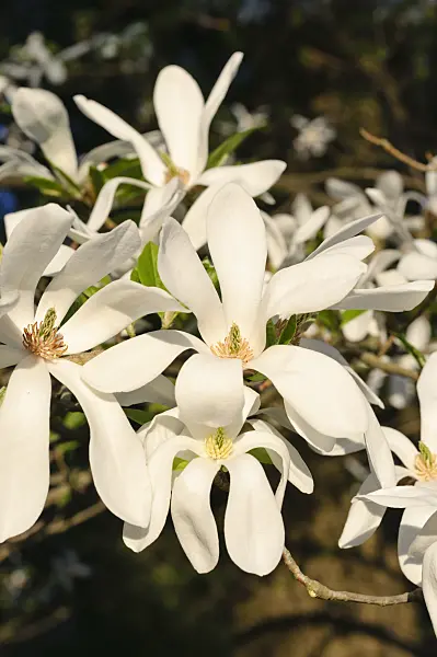 471141 - Kobushi magnolia (Magnolia kobus)