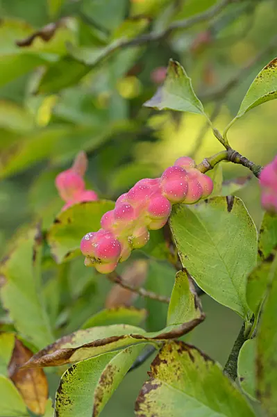 476191 - Kobushi magnolia (Magnolia kobus)