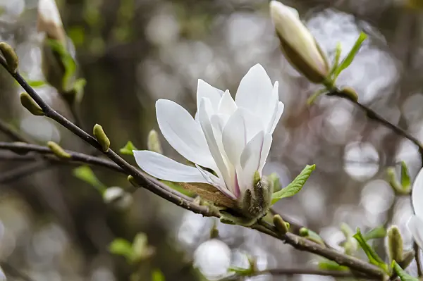 593130 - Kobushi magnolia (Magnolia kobus)