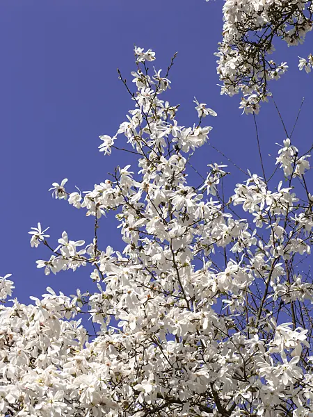 436238 - Kobushi-Magnolie (Magnolia kobus)