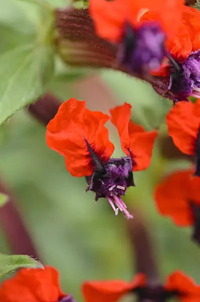 523147 - Köcherblümchen (Cuphea llavea 'Tiny Mice')