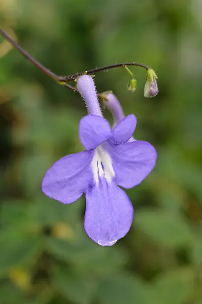 481035 - Kohleria lindeniana