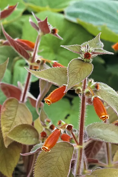 367088 - Kohleria ocellata