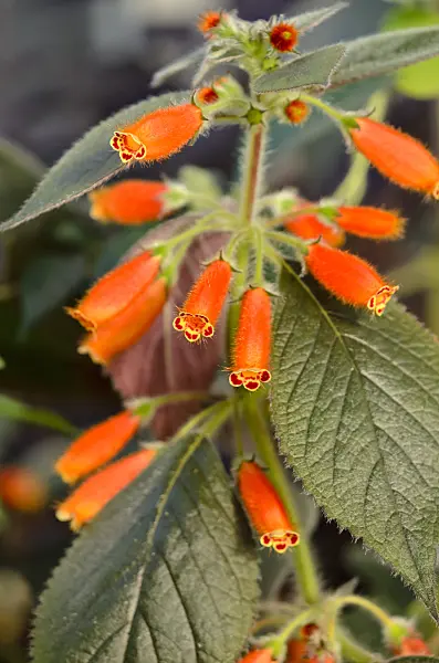 523068 - Kohleria ocellata