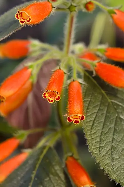 523069 - Kohleria ocellata