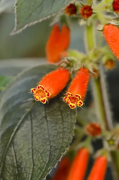 523071 - Kohleria ocellata