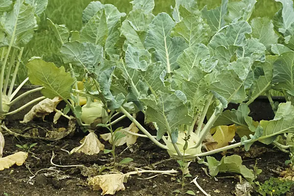 429200 - Kohlrabi (Brassica oleracea var. gongyloides)